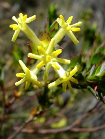 Gnidia oppositifolia inflorescence